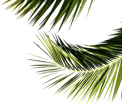 Jet Trinity Tower  leaves image